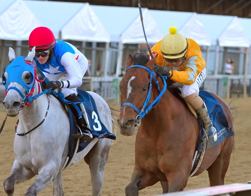 رئيس سباقات الإمارات للخيول: فخورين بتدشن النسخة 28 في 15 جولة عالمية للخيول العربية الأصيلة