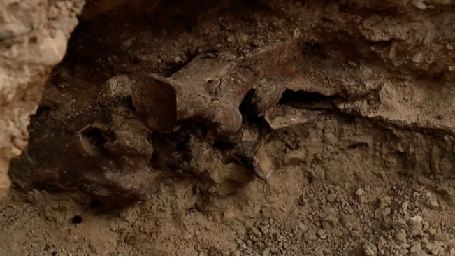 اكتشاف أحفورة حصان تعود لـ 14 ألف سنة في أمريكا
