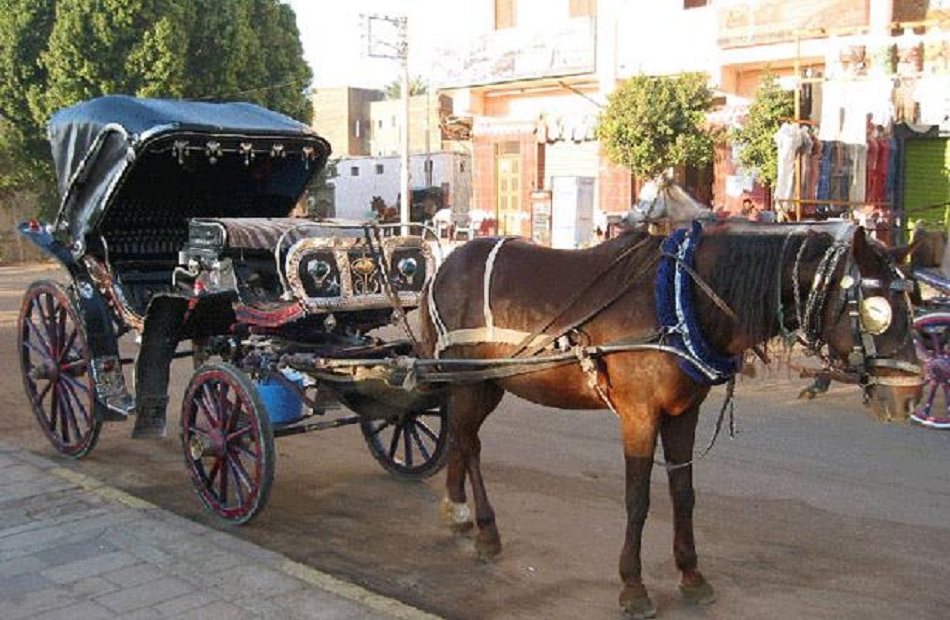 محافظة الأقصر تلزم سائقي الحنطور باستخدام "حفاضات" لخيولهم