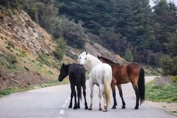 بالصور.. خيول بربرية في جبال الأوراس بالجزائر