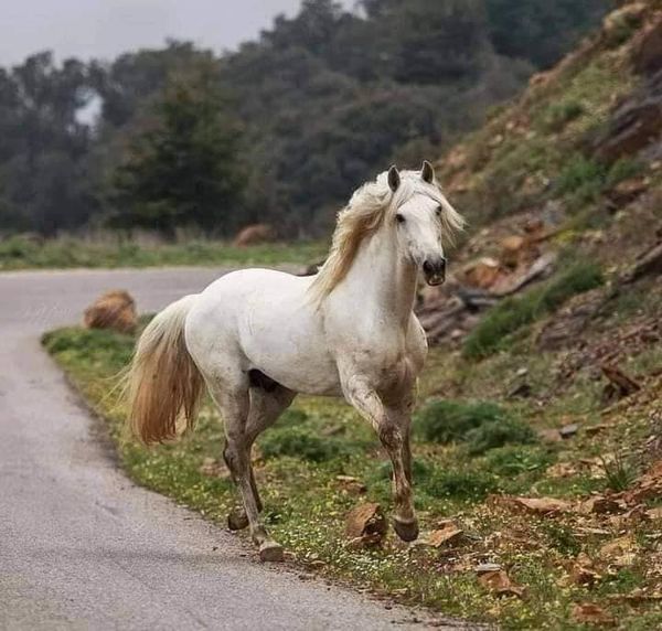 بالصور.. خيول بربرية في جبال الأوراس بالجزائر