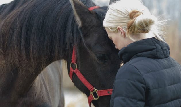 دراسة بريطانية: الخيول تستطيع التفريق بين التعابير السلبية والإيجابية على الوجه
