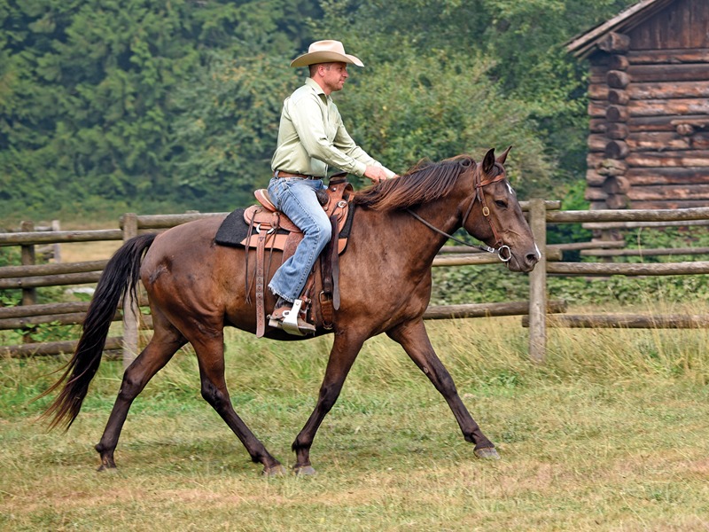 بالصور.. 10 خطوات للتعامل المثالي مع الحصان المتردد