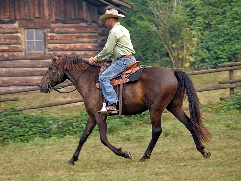بالصور.. 10 خطوات للتعامل المثالي مع الحصان المتردد