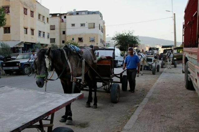 بالصور.. الكروسة وسيلة النقل الشائعة بالخيول بمنطقة "بنسودة" المغربية