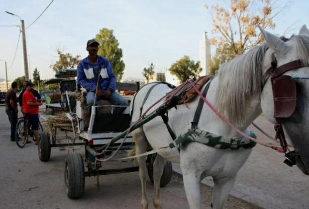 بالصور.. الكروسة وسيلة النقل الشائعة بالخيول بمنطقة "بنسودة" المغربية