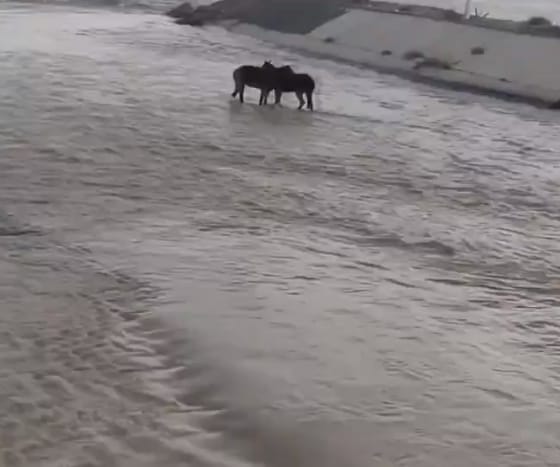 شاهد.. لحظة إنقاذ حصان عالق داخل بحيرة في الصين