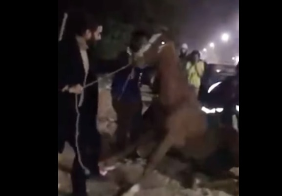 فيديو يوثق عملية إنقاذ حصان يحتضر في مدينة نصر