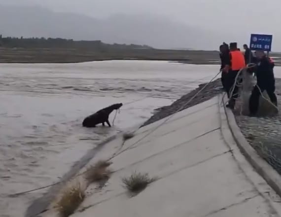 شاهد.. لحظة إنقاذ حصان عالق داخل بحيرة في الصين