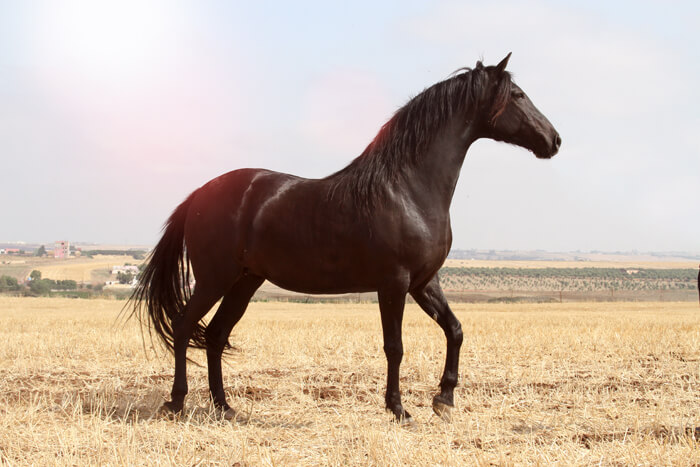 أقوى الأحصنة.. أبرز المعلومات عن الحصان البربري