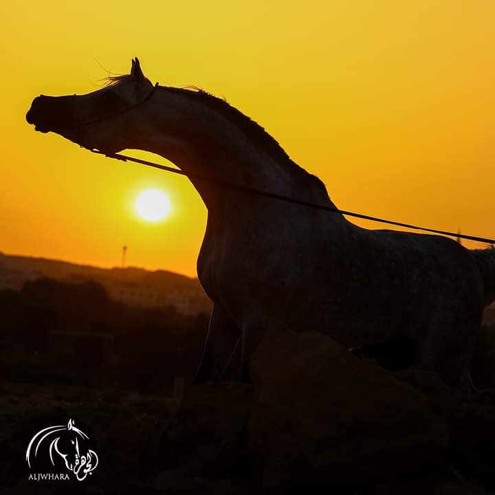 بالفيديو.. أحمد السقا يتفاعل مع فيديو "الحصان مطر" أحد أساطير مربط الجوهرة