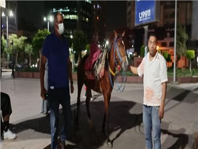 ضبط حصان مخالف في حديقة مصطفى محمود بالمهندسين
