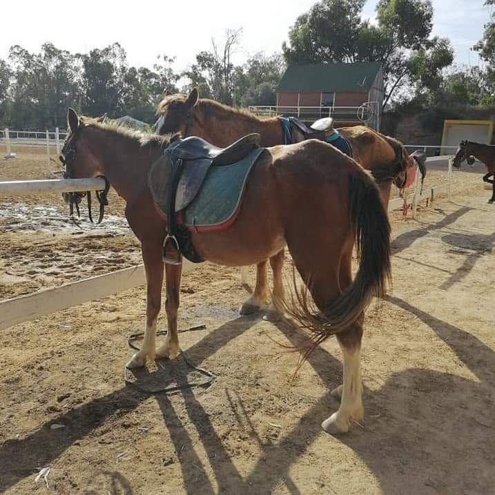 بالصور.. خيول رادس التونسية تعاني الإهمال