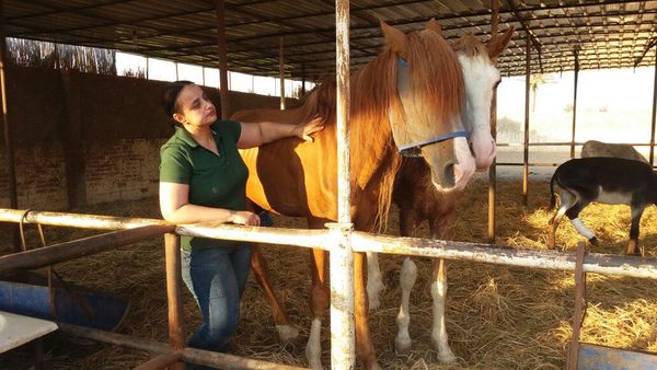 بالصور.. تكريم سلوى عبده لجهودها في إنقاذ الخيول من الإهمال والتعذيب