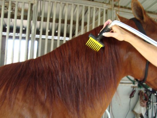 مدرب خيول: شعرة الحصان تشير إلى صحته الجيدة