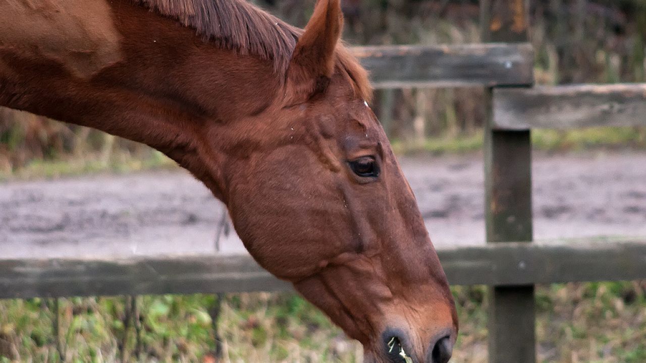 طبيب يكشف فوائد الشعير لعلاج مغص الخيول