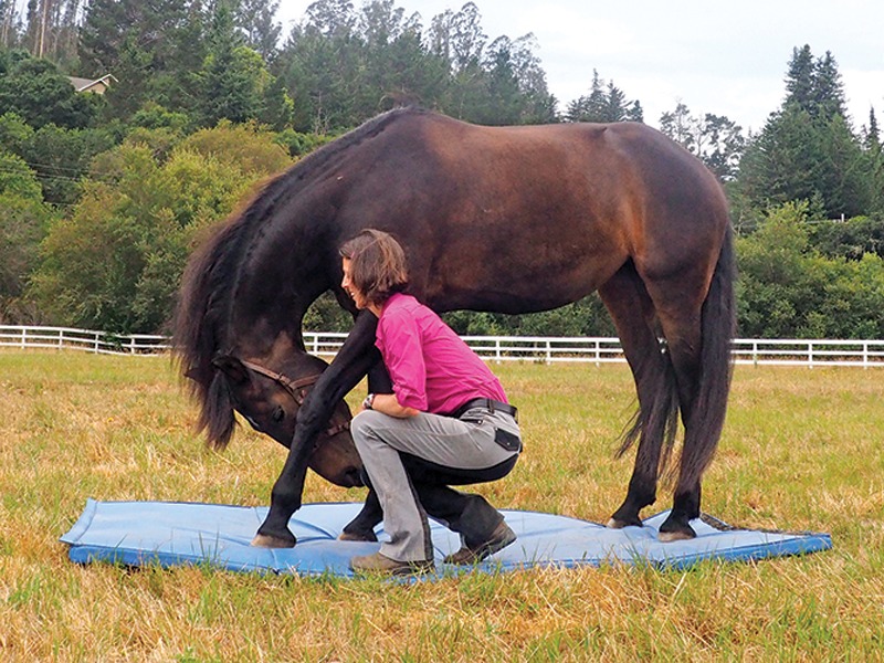 بالصور.. أحدث تمارين زيادة عضلات العمود الفقري للخيول بنسبة %20