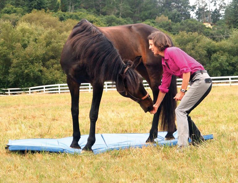 بالصور.. أحدث تمارين زيادة عضلات العمود الفقري للخيول بنسبة %20
