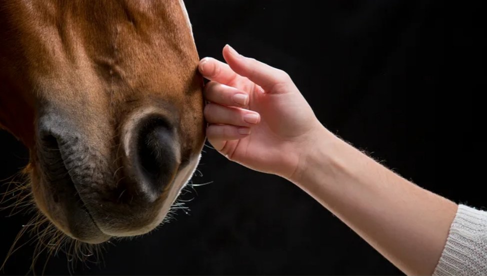 مدرب خيول يتحدث عن كيفية اكتشاف علامات المرض الشائعة في الحصان