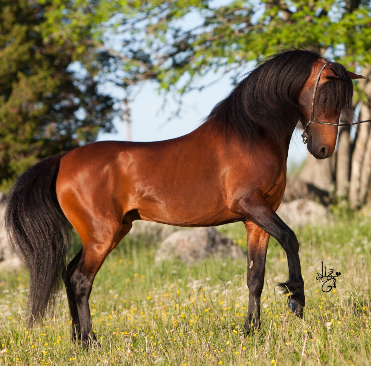 حصان بحر قزوين Caspian horse أقدم سلالات الخيول في العالم