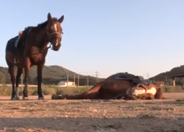 مكر الخيول.. الحصان "جينانج" يتظاهر بالموت بسبب الكسل