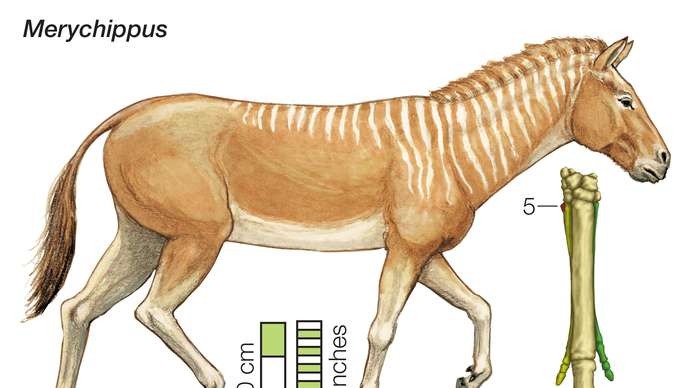 بالصور.. الهيكل العظمي للحصان "Merychippus" المنقرض من الفصائل النادرة