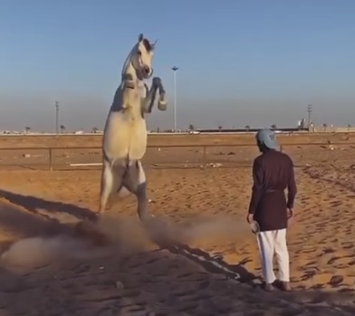 فيديو يوثق مشهد طريف لحصان يلهو مع مدربه 