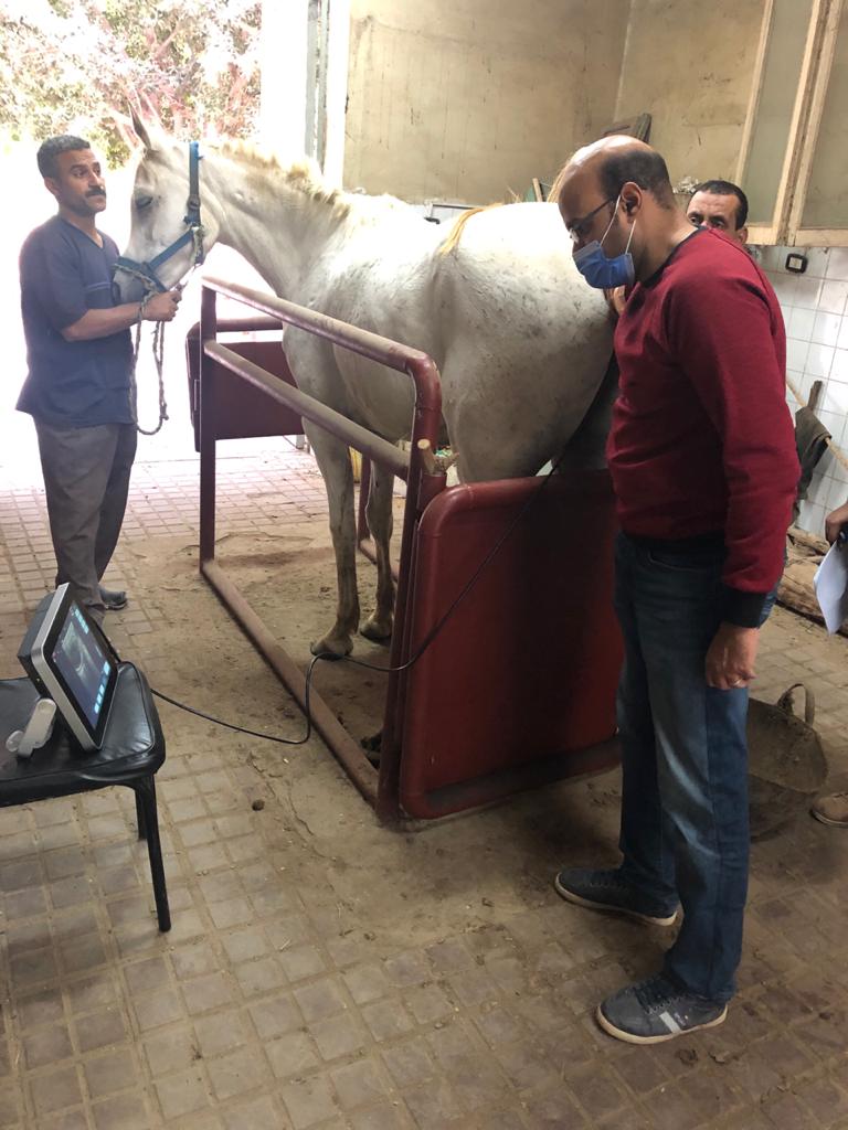 الزراعة تقدم دورات تدريبية للأطباء البيطرين عن السونار في الخيول