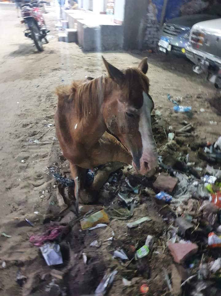 إلقاء حصان في القمامة بسبب إصابته في قدمه