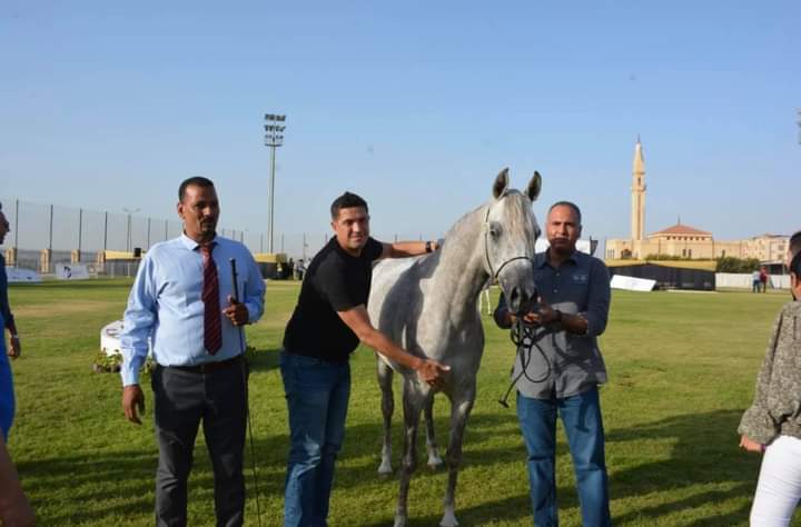 بالصور.. مربط الهواجر يحصد ٥ مراكز في مهرجان تراث للخيول العربية