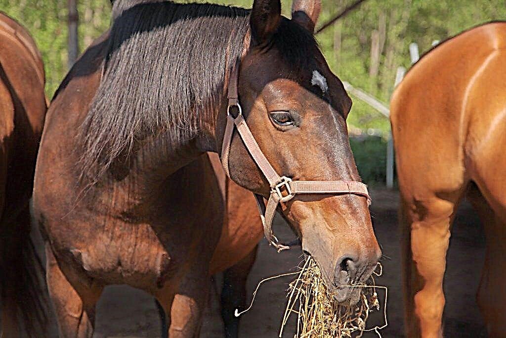 أبرز المعلومات عن مرض "بيروبلازما الخيول" وطرق الوقاية