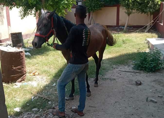 بالصور.. سرقة حصان وربطه داخل فناء مدرسة في بني سويف