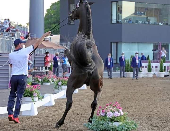 بالصور.. مشاهد من الكشف البيطري للخيول في أولمبياد طوكيو