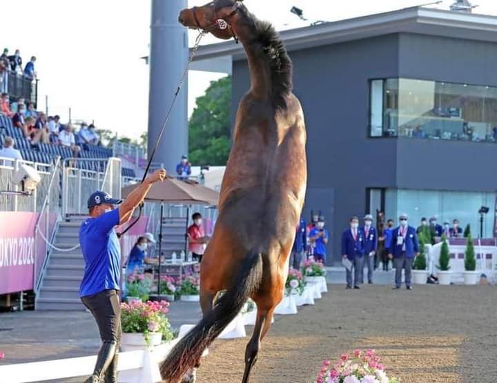بالصور.. مشاهد من الكشف البيطري للخيول في أولمبياد طوكيو