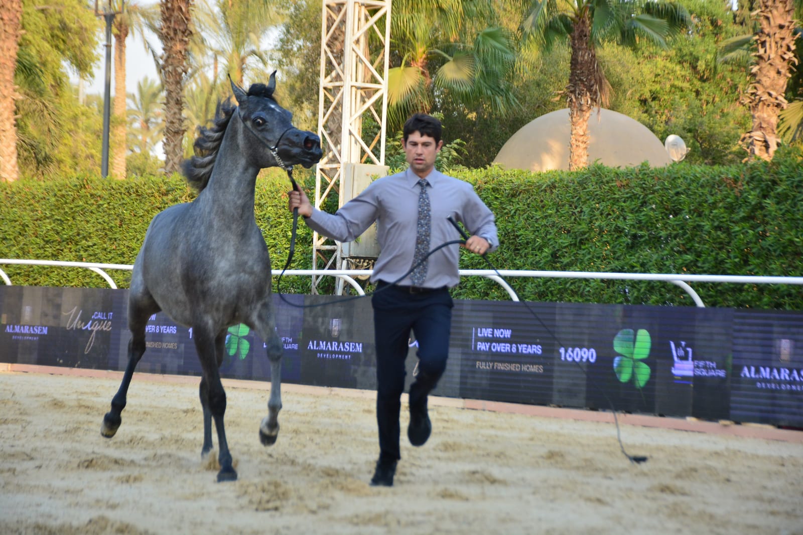 شاهد.. نتائج كلاس ١ مجموعة "ب" في بطولة مراسم رباب للخيول العربية المصرية الأصيلة