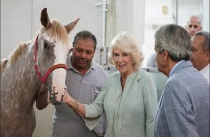 «دوروثي بروك» منقذة الخيول ومنشأة أول مستشفى بيطري خيرى بمصر