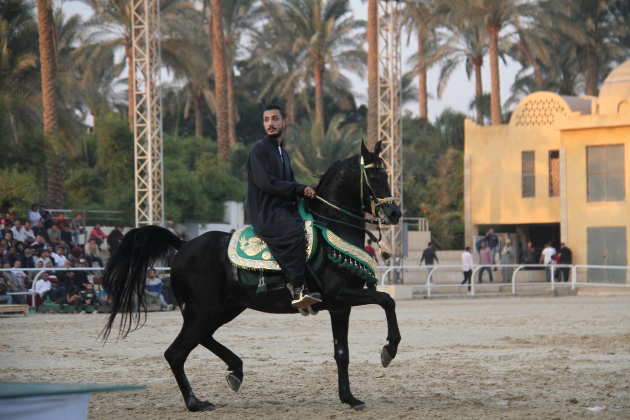 انتهاء جولة "الخيول غير المسجلة" ببطولة مصر الدولية لأدب الخيل