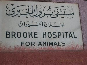 «دوروثي بروك» منقذة الخيول ومنشأة أول مستشفى بيطري خيرى بمصر
