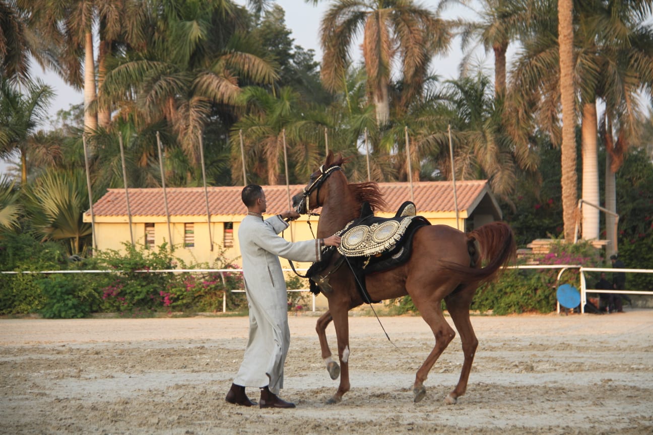انتهاء جولة "الخيول غير المسجلة" ببطولة مصر الدولية لأدب الخيل