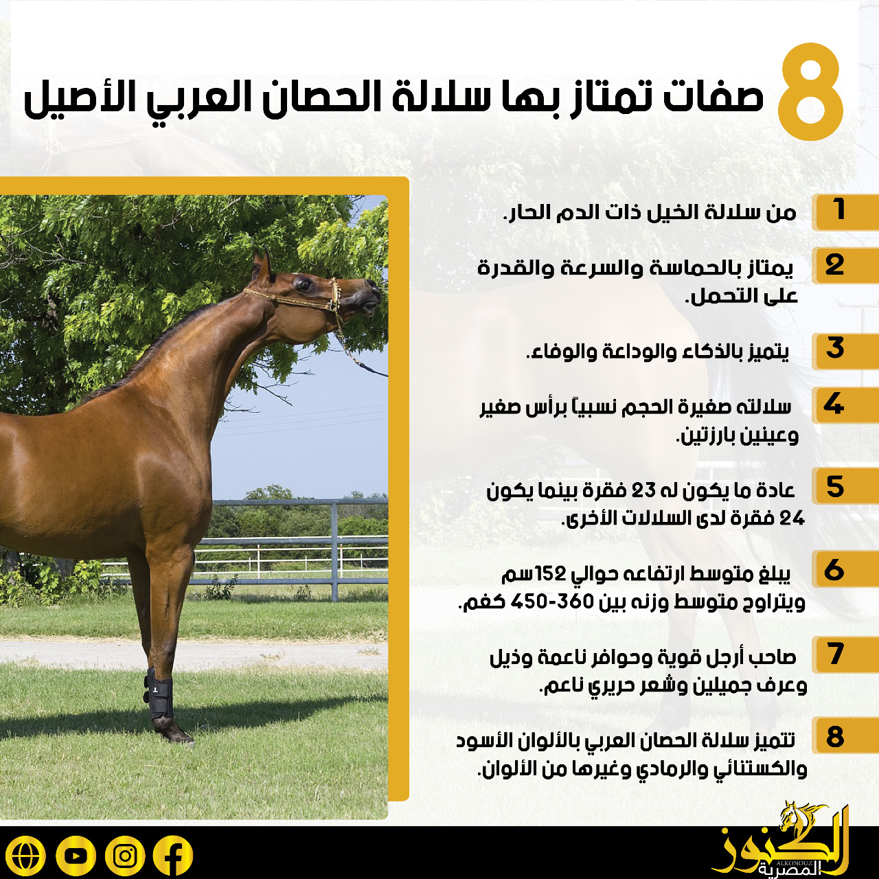 8 صفات تمتاز بها سلالة الحصان العربي الأصيل (انفوجراف)