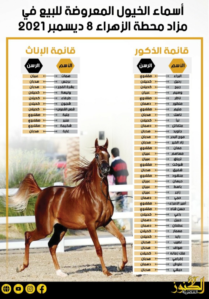 أسماء الخيول المعروضة للبيع بمزاد محطة الزهراء ٢٠٢١ (انفوجراف)