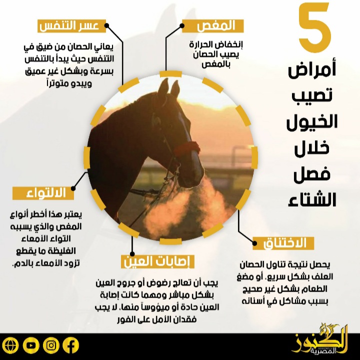 ٥ أمراض تصيب الخيول خلال فصل الشتاء (انفوجراف)