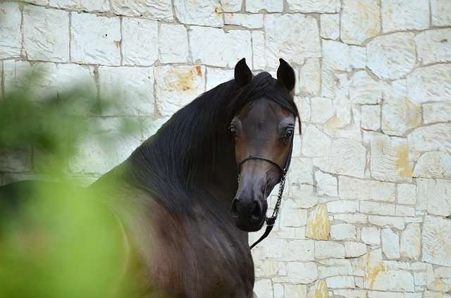8 صفات تمتاز بها سلالة الحصان العربي الأصيل