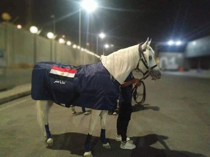 بالصور.. تصدير ٦ خيول عربية مصرية أصيلة إلى ألمانيا