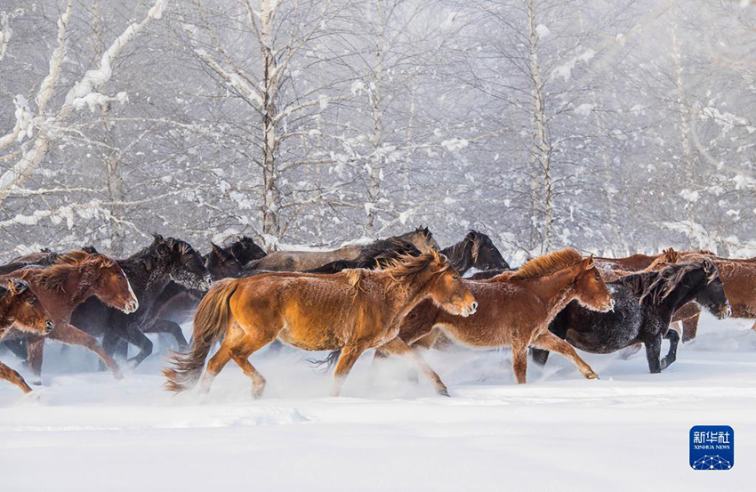 بالصور.. قطعان الخيول البرية تتحدى الثلوج