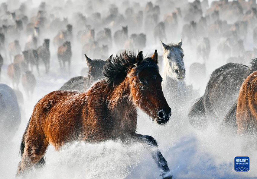 بالصور.. قطعان الخيول البرية تتحدى الثلوج