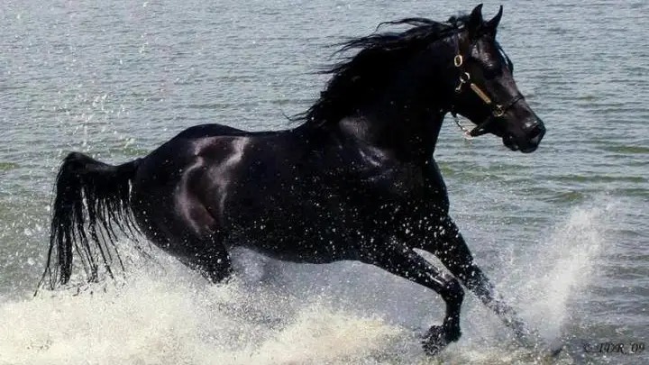 8 صفات تمتاز بها سلالة الحصان العربي الأصيل