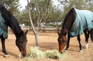 7  خرافات حول تغذية الخيول تعرف عليهم