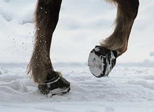 كل ما تريد معرفته حول أحذية الجر الشتوية لحوافر الخيول
