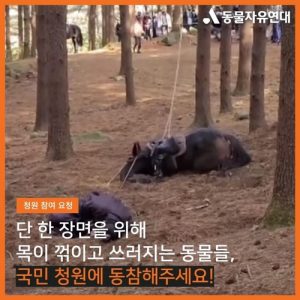قناة كورية تعتذر لمشاهديها بعد سقوط حصان أثناء التصوير ونفوقه